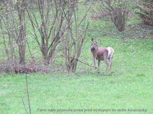 Pieniny 5-7.5.2017 41